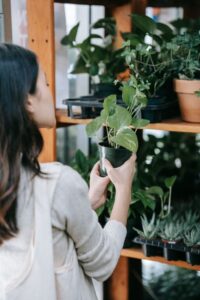 Plante de interior ușor de îngrijit pentru începători